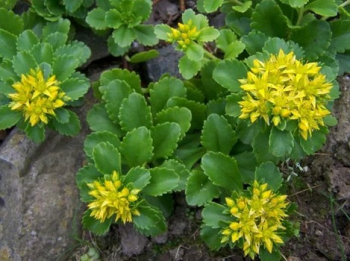 Obrzok (3)
