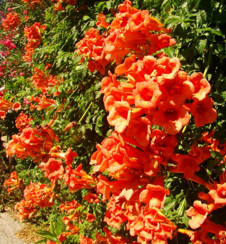 Trompetenblume �ROTE TROMPETE� 40-50 cm, Cont. 3 l