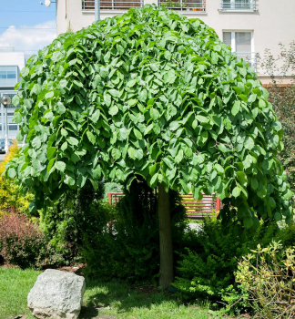 H�ngeulme �CAMPERDOWNII� auf Stamm 180 cm, Cont. 12 l