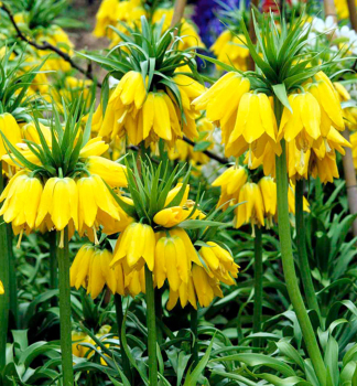 Kaiserkrone LUTEA IMPERIALIS, Packungsinhalt 1 St