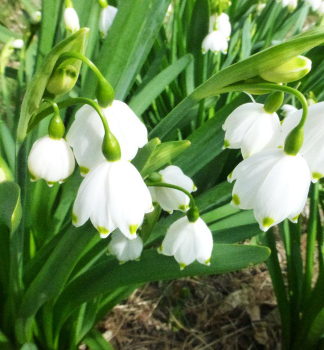 Sommer-Knotenblume, Packungsinhalt 10 St