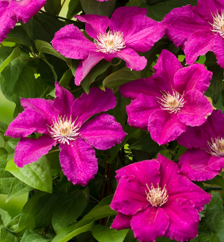 Clematis 'ERNEST MARKHAM' 40-50 cm, Cont. 2 l