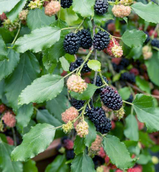 Schwarze Maulbeere MATSUNAGA (MOJO BERRY) 20-30 cm, Cont. 2 l