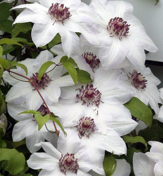 Clematis 'MISS BATEMAN' 40-50 cm, Cont. 2 l