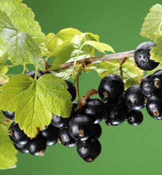 Johannisbeere BEN NEVIS 50-60 cm, wurzelballen