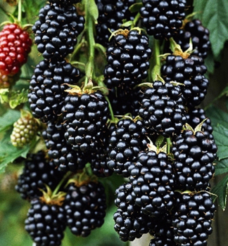 Dornenlose Brombeere �THORNFREE� 40-50 cm, Cont. 2 l