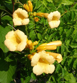Trompetenblume FLAVA 80-90 cm, Cont. 3 l, Pflanze mit Rankhilfen