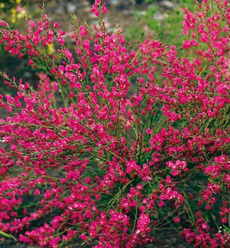 Besenginster 'WINDLESHAM RUBY' auf Stamm 60 cm, Cont. 5 l