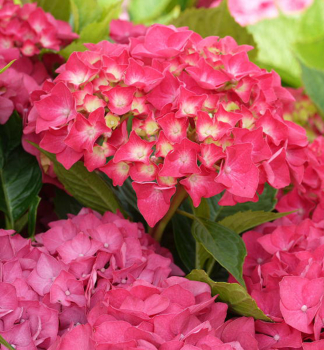 Bauern-Hortensie MASJA 20-30 cm, Cont. 1,4 l