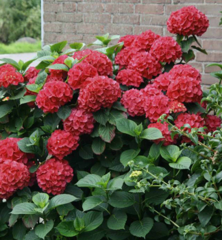 Bauern-Hortensie MASJA 20-30 cm, Cont. 1,4 l