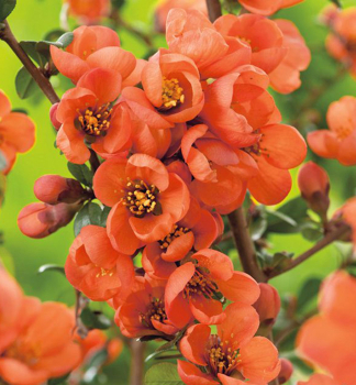 Zierquitte ORANGE TRAIL 10-15 cm, Cont. 1,4 l