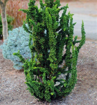 Hinoki-Scheinzypresse CHIRIMEN 20-30 cm, Cont. 2,5 l