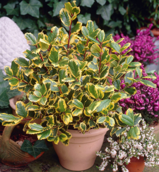 Stechpalme �GOLDEN KING� 20-30 cm, Cont. 2,5 l