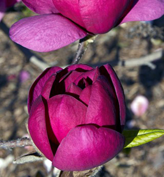 Magnolie BLACK TULIP 40-50 cm, Cont. 5 l
