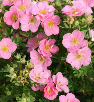 Fingerstrauch �PINK QUEEN� 20-30 cm, Cont. 1,5 l