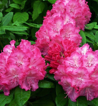 Rhododendron GERMANIA 20-30 cm, Cont. 1,3 l