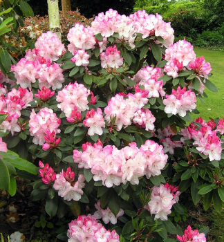 Rhododendron DREAMLAND 15-20 cm, Cont. 1,3 l