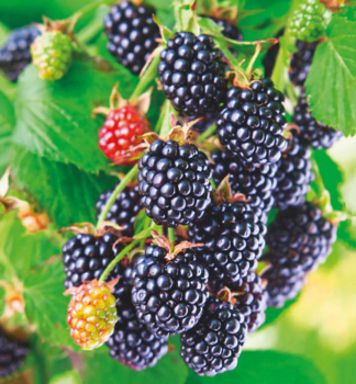 Dornenlose Brombeere �APARAHO� 30-40 cm, Cont. 1 l