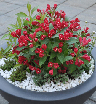 Weigelie ALL SUMMER RED 30-40 cm, Cont. 2,5 l