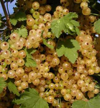 Johannisbeerstrauch PRIMUS 70-80 cm, wurzelballen