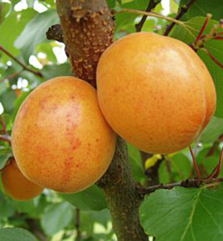 Aprikosenbaum LEALA Unterlage Myrobalan, wurzelnackt