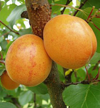 Aprikosenbaum �LEALA� Unterlage Myrobalan, wurzelnackt