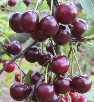 Sauerkirsche METEOR KORAI Unterlage Mahalebka, wurzelnack