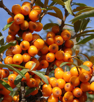 Sanddorn �KAPRIZ� 30-40 cm, Cont. 2,5 l - weibliche Zuchtsorte