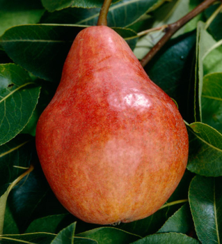 Obrzok