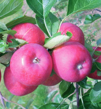 Apfelbaum ALLEGRO Unterlage M7, wurzelnackt