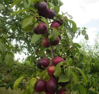 Obrzok (3)