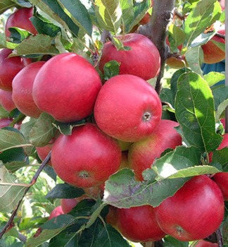 �pfel �RED SPRING�� Unterlage M7, 110-120 cm, kont. 7,5 l
