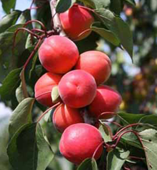 Aprikose BETINKA Unterlage Myrobalan 150-170 cm, Cont. 6 l
