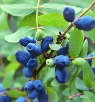 Honigbeere �MORENA� 20-30 cm, Cont. 2 l