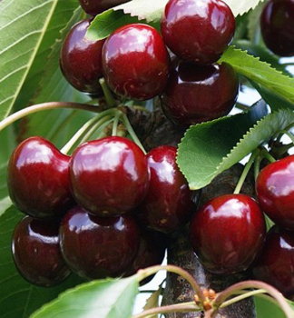 Skirschebaum GRACE STAR Unterlage Gisela 5, wurzelnackt