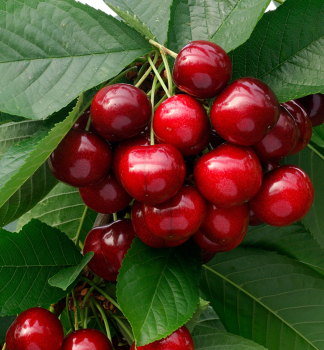 Skirschebaum SUNBURST Unterlage Colt, wurzelnackt