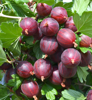 Stachelbeere KRASNOSLAVJANSKIJ auf Stamm 70 cm, wurzelballen