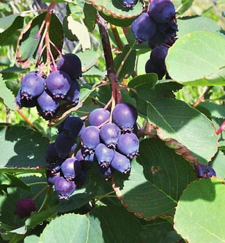 Felsenbirne PRINCE WILLIAM (Amelanchier), cont. 1,6 l
