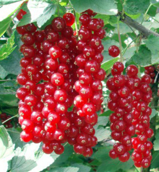 Obrzok (2)