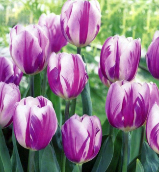 Tulpe FLAMING FLAG, Packungsinhalt 5 St.