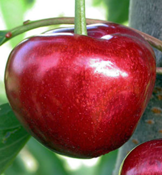 Skirschebaum CARMEN, Unterlage Gisela 5, wurzelnackt