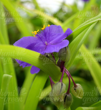 Obr�zok (5)