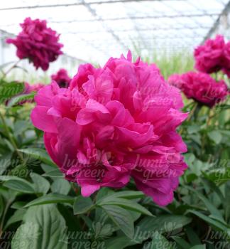 Obr�zok (7)