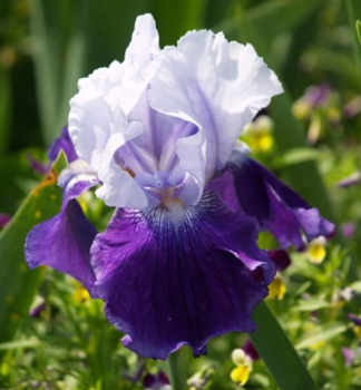 Hohe Bart-Schwertlilie �NIGHT EDITION� Cont. 1 l