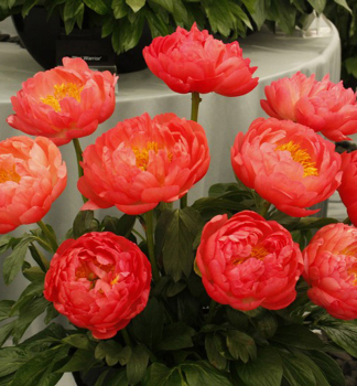 Pfingstrose CORAL SUNSET Cont. 1 l