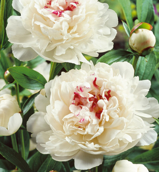 Pfingstrose �FESTIVAL MAXIMA� Cont. 1 l