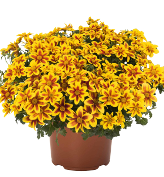 Zweizahn �BIDY BOOM RED EYE�, Cont. 0,5 l