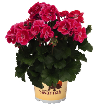 Stehend Geranie 'SAVANNAH� TEXMEX FIRE', Cont. 0,5 l