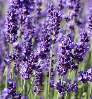 Lavendel HIDCOTE BLUE, Cont. 0,5 l