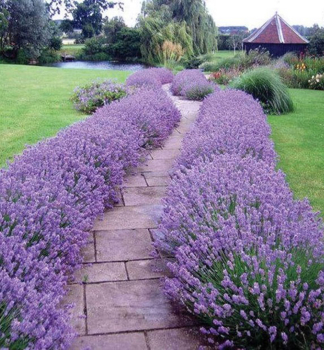 Lavendel �HIDCOTE BLUE�, Cont. 0,5 l